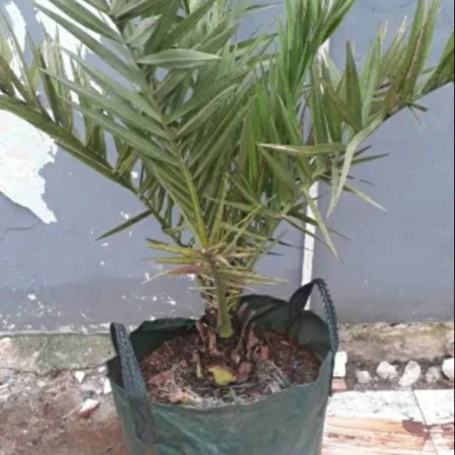 Tanaman hias kurma azwa 1meter-pohon kurma ajwa umur 2thun