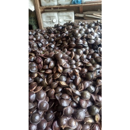 

jengkolku pulen