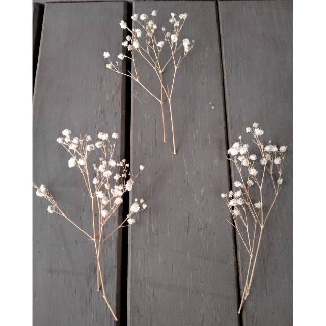 2 batang kecil Babysbreath  10 -12 cm -  dried flower babybreath gypsophilla