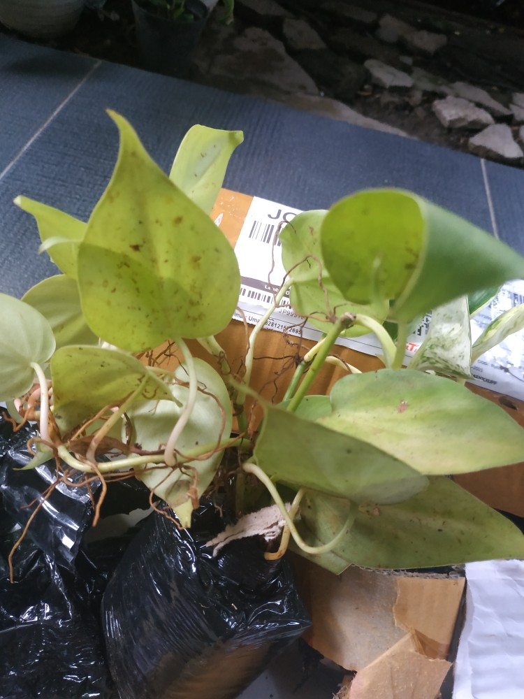 Tanaman Sirih Gading Lemon / Sirih Gading Love