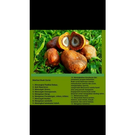

buah zuriat mesir promil