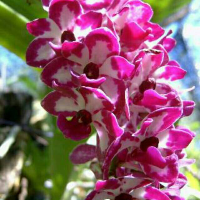 Terkeren 11 Gambar Anggrek  Gigantea  Gambar Bunga  HD