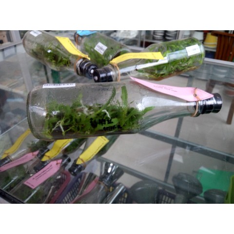 anggrek botol cattleya murah