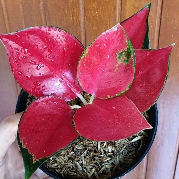 Tanaman Hias Aglonema Suksom Kulture / Tanaman Hias Aglonema Suksom Jaipong Murah / Bunga Hidup Mura