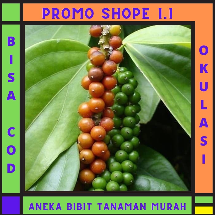 Bibit Buah Tanaman Lada Perdu Okulasi Cepat Berbuah