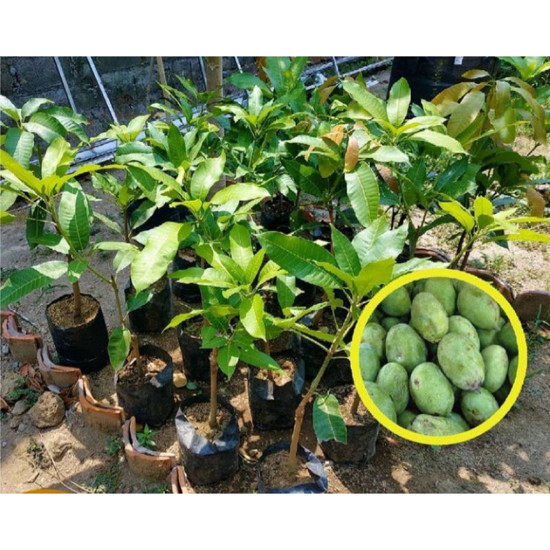 Bibit Buah Mangga Madu Siap Berbuah
