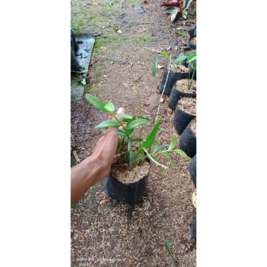 tanaman anggrek merpati/anggrek merpati remaja/tanaman hias anggrek merpati