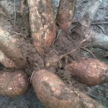 

Jual singkong sapikuru segar per 500 gram