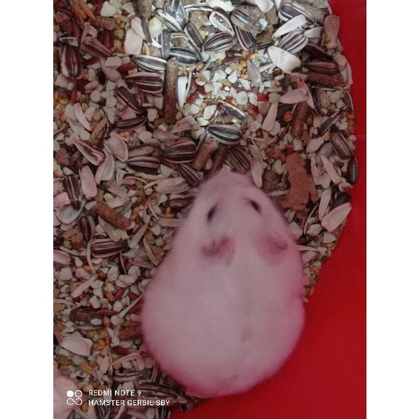 Indukan Hamster winter white jinak gembul via instan grab