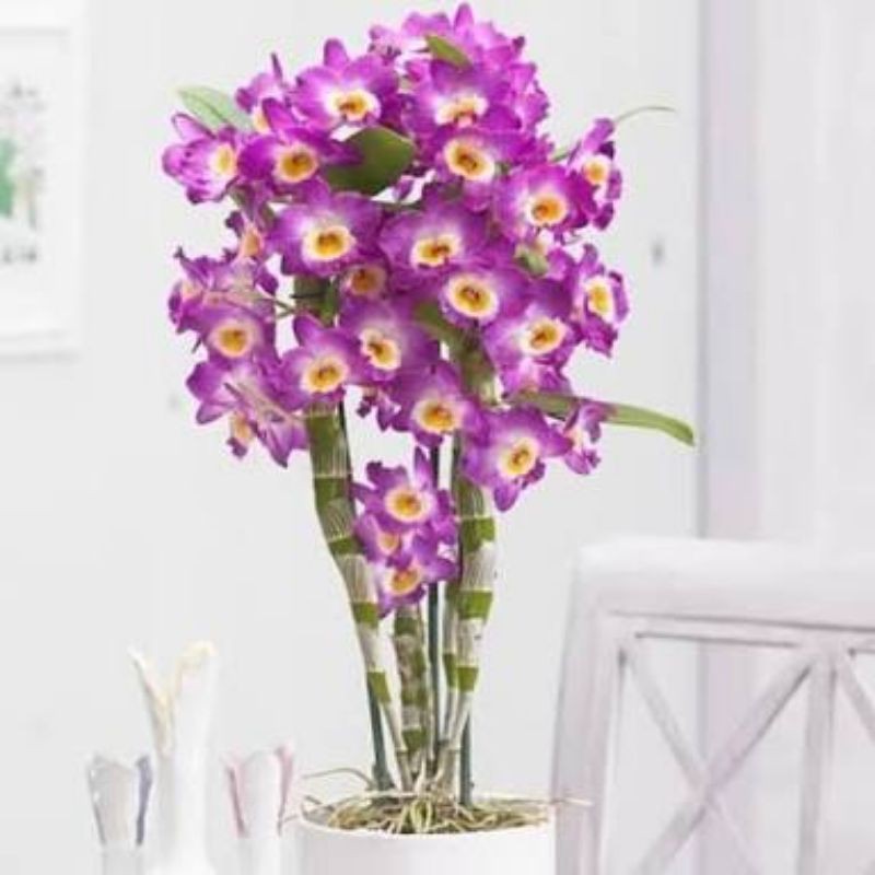 Anggrek Dendrobium Nobile