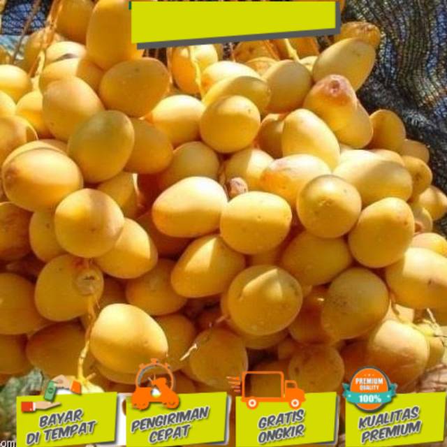 Bibit kurma tropis indonesia termurah