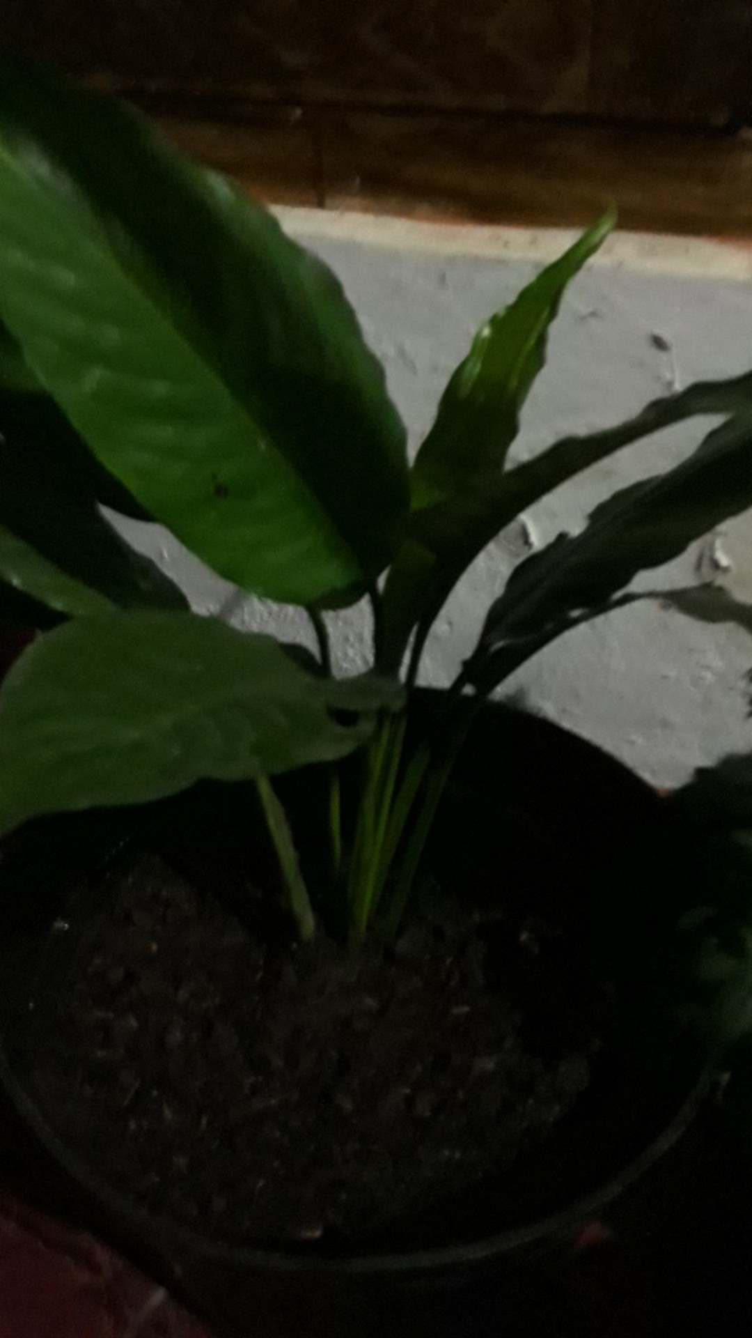 Spatifilum Green/peace Lily Green