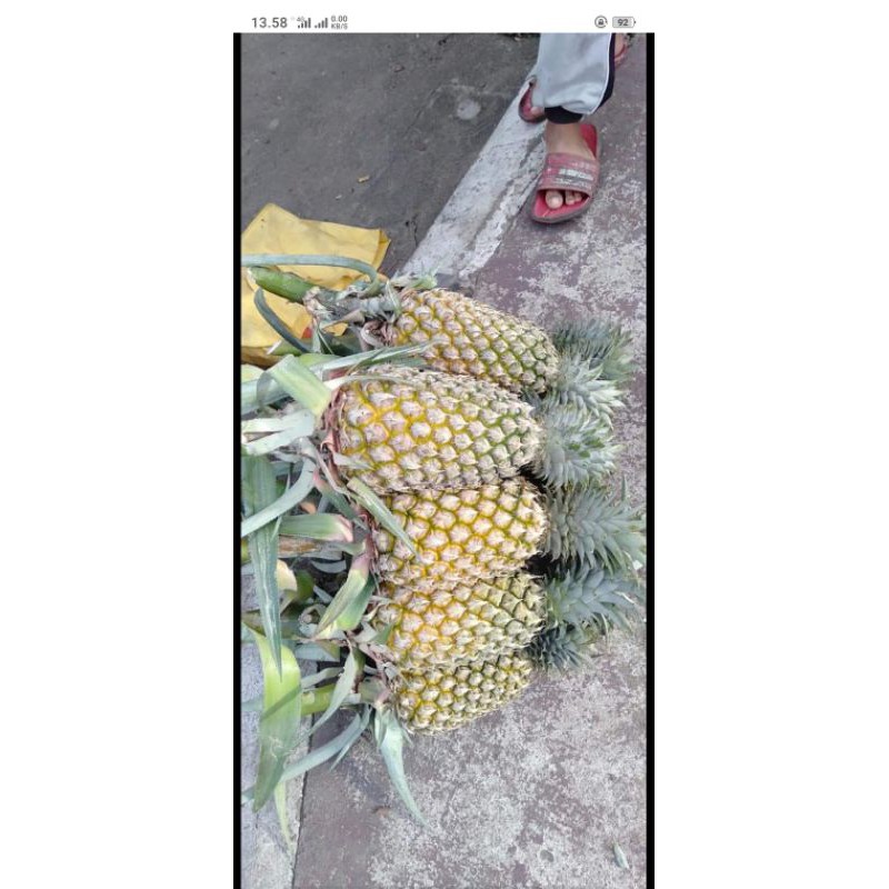 

Buah Nanas Asli Bangka Manis