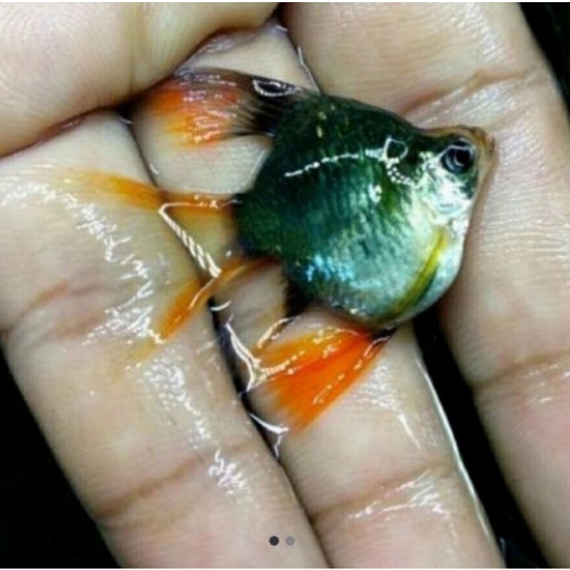ikan hias green tiger barb balon slayer