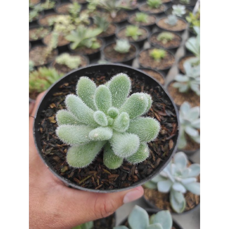 kaktus dan sekulen/sedum hintonii