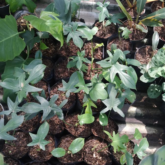 Tanaman Hias Philodendron Florida Ghost Beauty Auliastorejkt