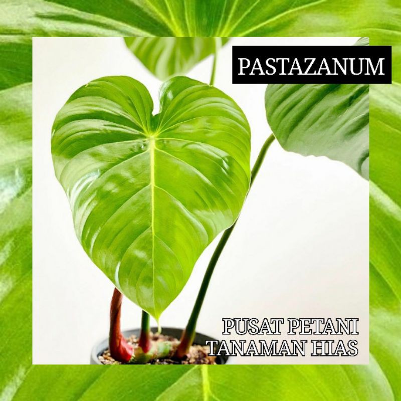 Bibit Philodendron Pastazanum Batang/bonggol Original Pusat Petani Tanaman Hias