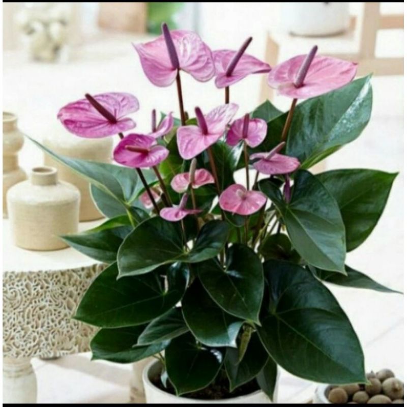 Tanaman hias anthurium mickey mouse purple / anthurium ungu mini