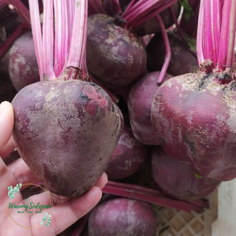 

Buah Bit 500 gr Bit Segar Buah Segar Cikarang