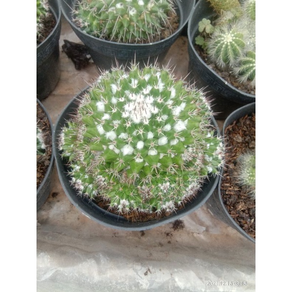 kaktus salak ukuran besar /kaktus pasaman/kaktus murah/kaktus ownroot