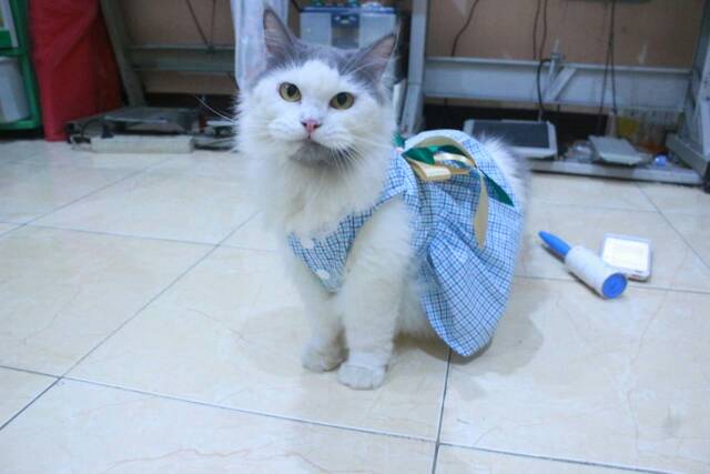 Dress kotak-kotak biru laut lucu untuk kucing dan anjing size S M L XL