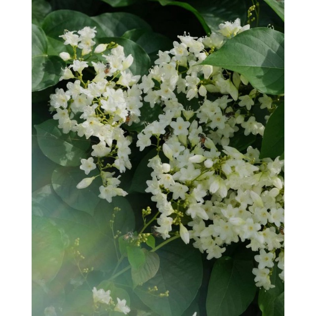 Bibit tanaman bunga putih snow vine (Porana volubilis) wangi pakan lebah