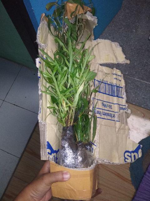 Tanaman Bunga Lavender / Tanaman Pengusir Nyamuk Lavenda