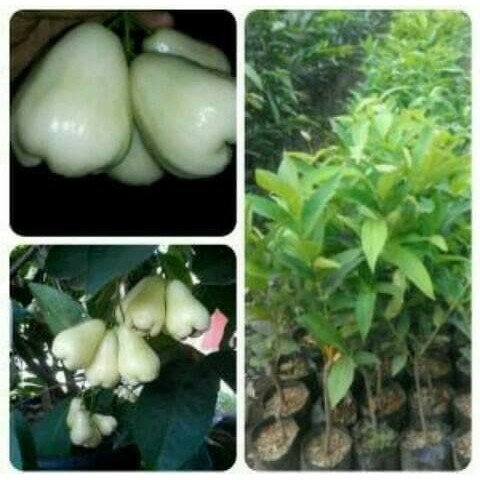 jambu air madu susu