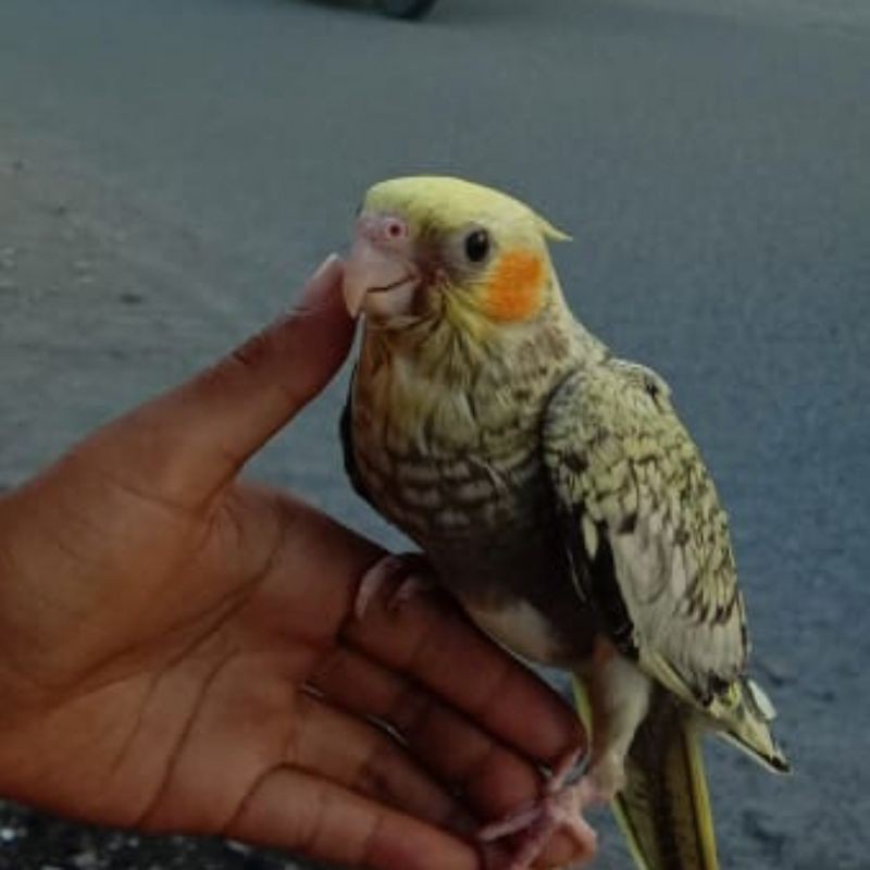 PARKIT Australia Falk Pearl JINAK SKILL