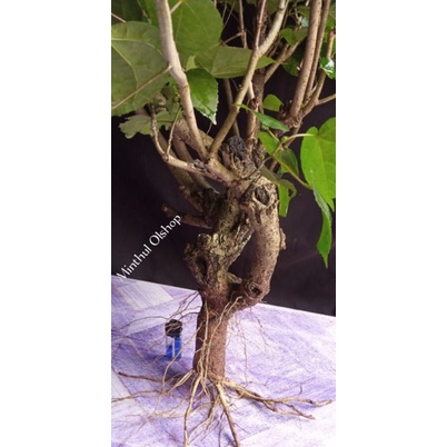 Bonsai waru lokal bonggol besar sesuai foto