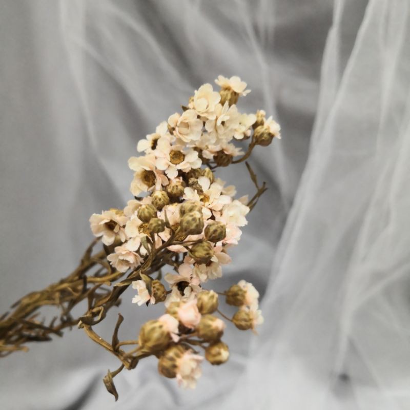 Ixodia Bunga Kering / Daisy Dried Flower