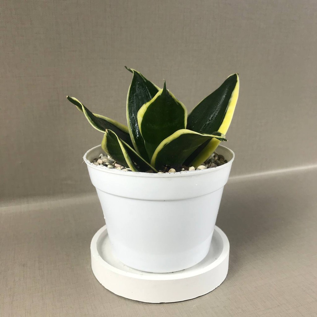 Sansevieria sansivera trifasciata pagoda, tanamam hias hidup, indoor