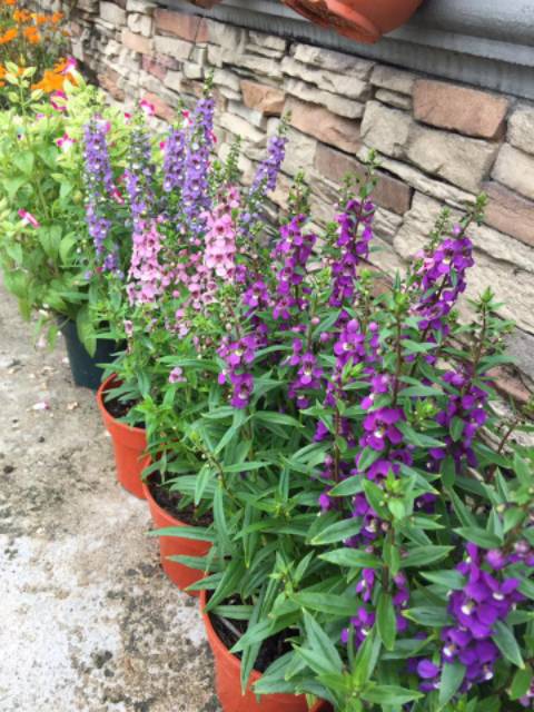 Tanaman bunga Angelonia lavender