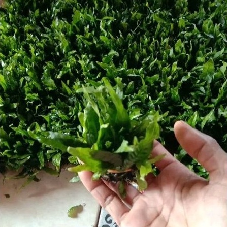 Tanaman aquascape Java fern mini