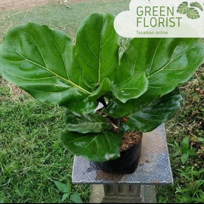 tanaman hias ketapang biola - pohon ketapang biola - ketapang biola