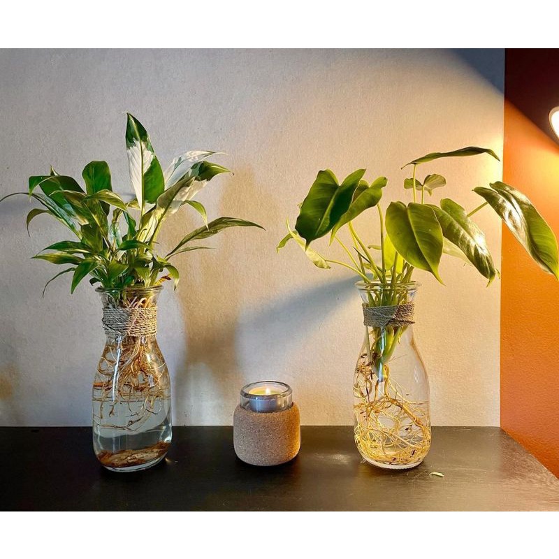 ( BUNGA HIDUP ) Paket 2 tanaman hidup di air / pilodendron bulre Mark / patupilum varigata - tanaman