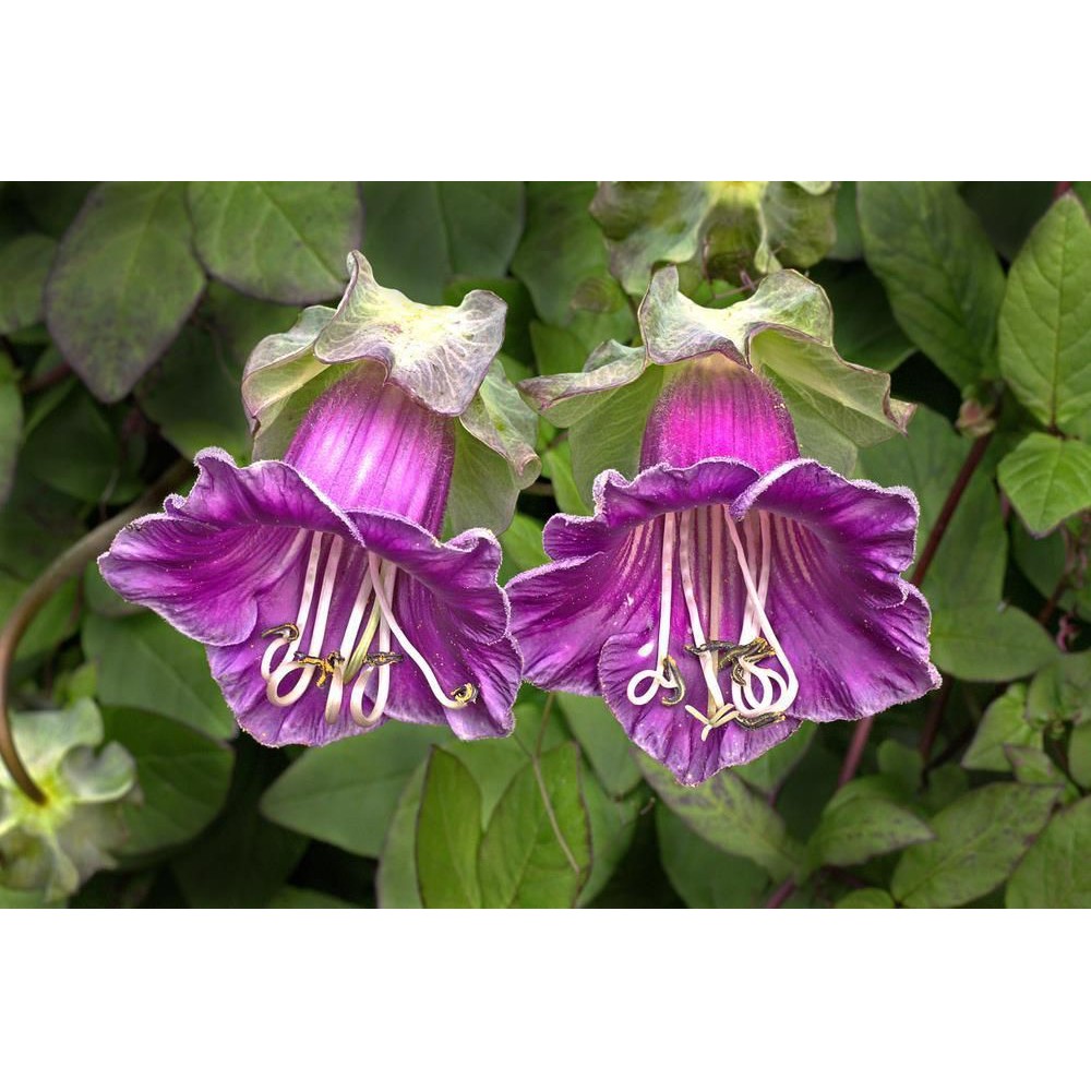 Benih Bibit Biji - Cobaea Scandens Cav. Cup and Saucer Vine Bunga Lonceng Katedral Seeds - IMPORT