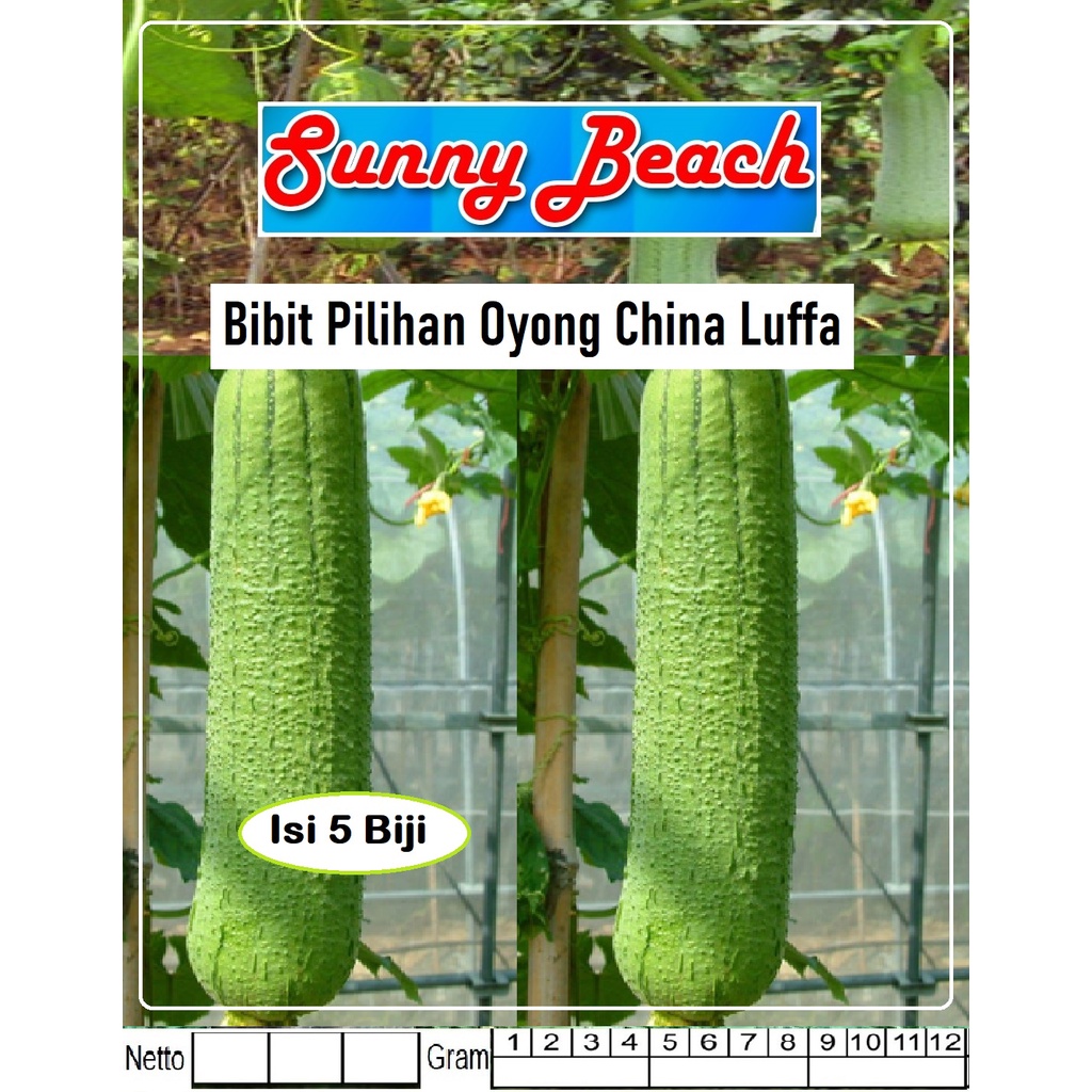 Bibit Piihan Oyong China Luffa|Benih Oyong China Luffa|Bibit Oyong