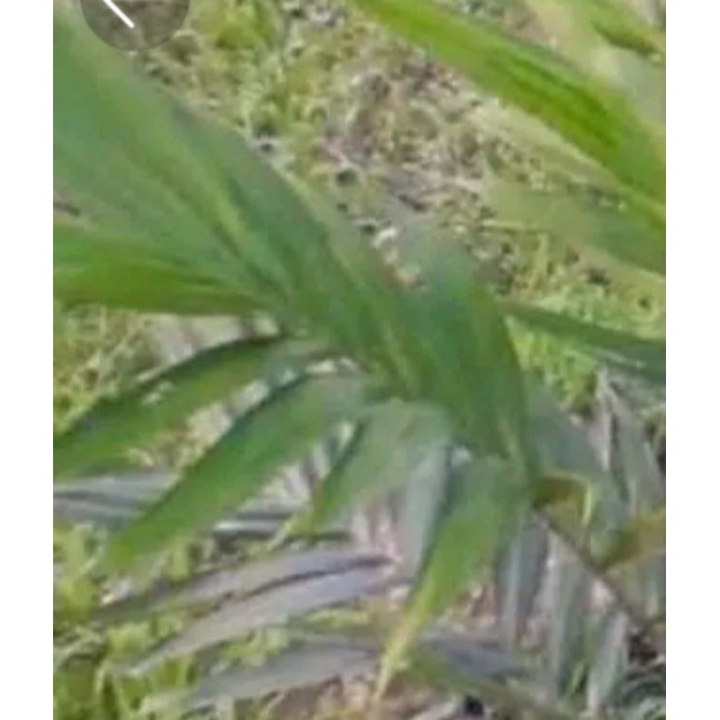 

daun salak segar 250 gram