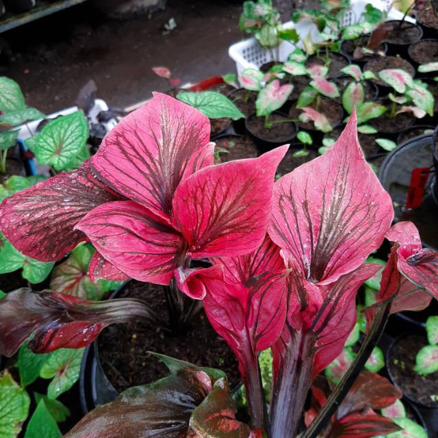 Bonggolan Caladium Red Kujang