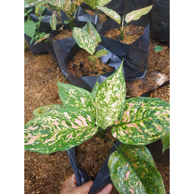 Aglaonema Ruby Orange