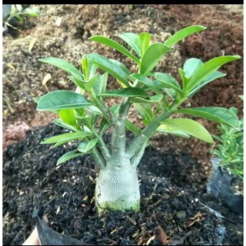 bibit tanaman adenium bonggol besar bahan bonsai kemboja jepang