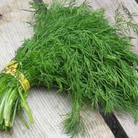 Benih Bibit Biji - Daun Dill / Adas Sowa (Anethum graveolens) Herb Seeds - IMPORT