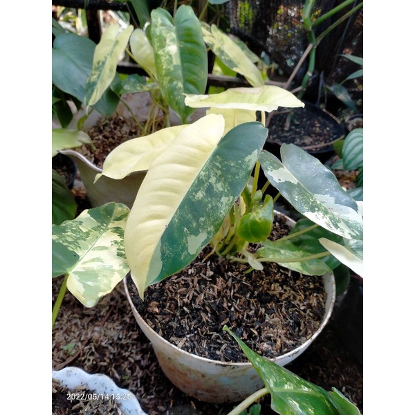 tanaman hias Philodendron burlemark variegata, brekele variegata