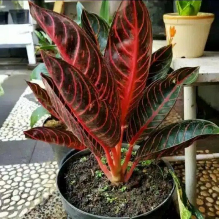 aglonema red sumatra anakan