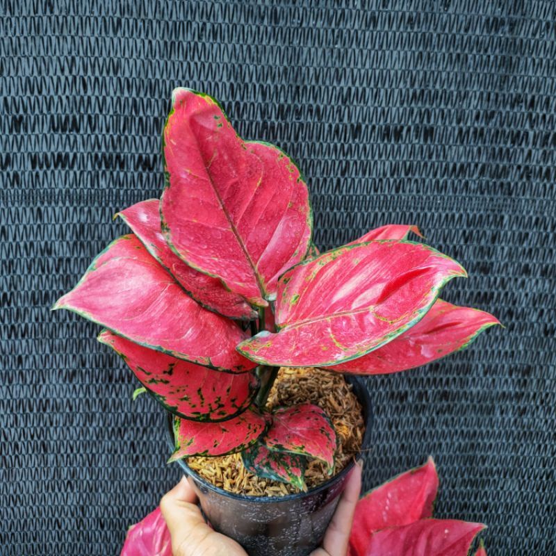 Aglonema red anjamani import (Tanaman hias aglaonema red anjamani) - tanaman hias hidup - bunga hidup - bunga aglonema - aglaonema merah - aglonema merah - aglaonema murah - aglaonema murah