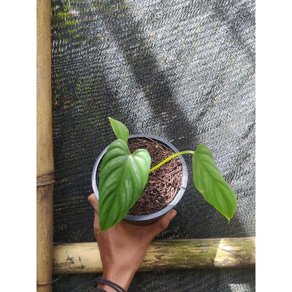 philodendron plowmanii