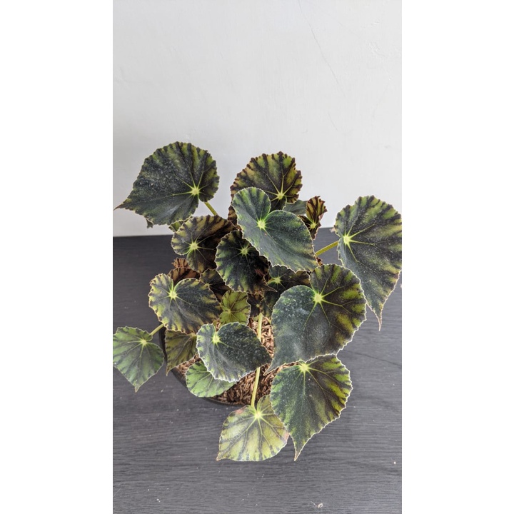 Tanaman Hias begonia kerang - bibit begonia kerang - BakulKembang