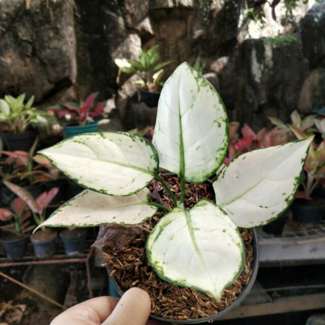 Aglaonema SUPER WHITE - tanaman aglaonema
