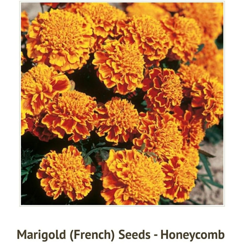 Benih Bibit Biji - Bunga Marigold (French) Honeycomb Flower Seeds - IMPORT